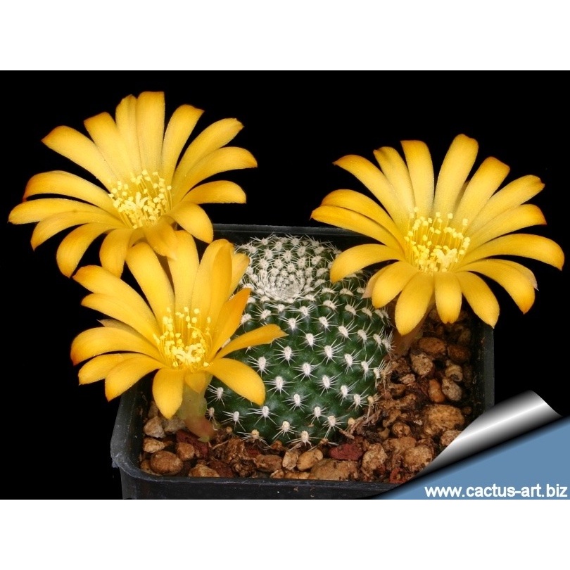 10 Sementes Cactos Rebutia Mix Cactus Flor Sementes Cactus