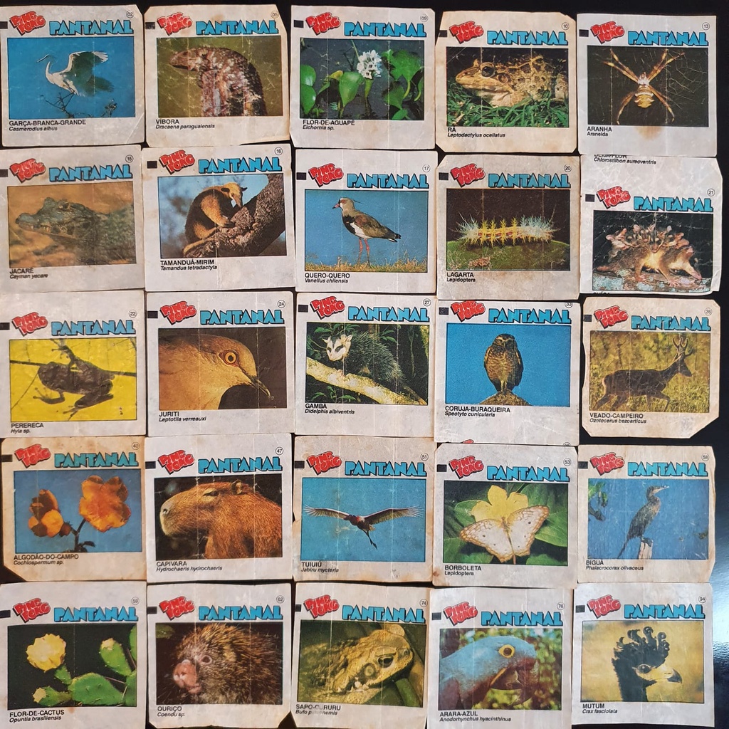 Figurinhas Ping Pong Pantanal lote com 25 colecionador Shopee Brasil