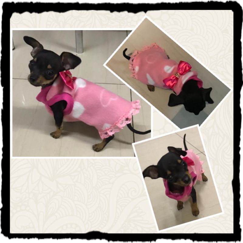 Zero Pinscher: Guia Completo e Onde Comprar | BuscaProdutos