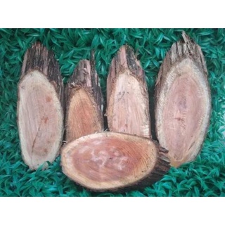 5 Unidades De Sansão Do Campo Chanfrado - Toquinho Para Fixar Orquídeas E Outras Plantas em Oferta na Shopee