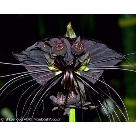 10 Sementes Morcego Negra Tacca Chantrieri Flor | Shopee Brasil