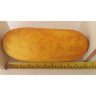 20 Sementes de Pepino Caipira Antiga Grande  Década 60 e 70