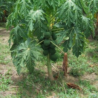 sementes de mamão papaia/sementes de mamão doce em Bonsai em Oferta na Shopee