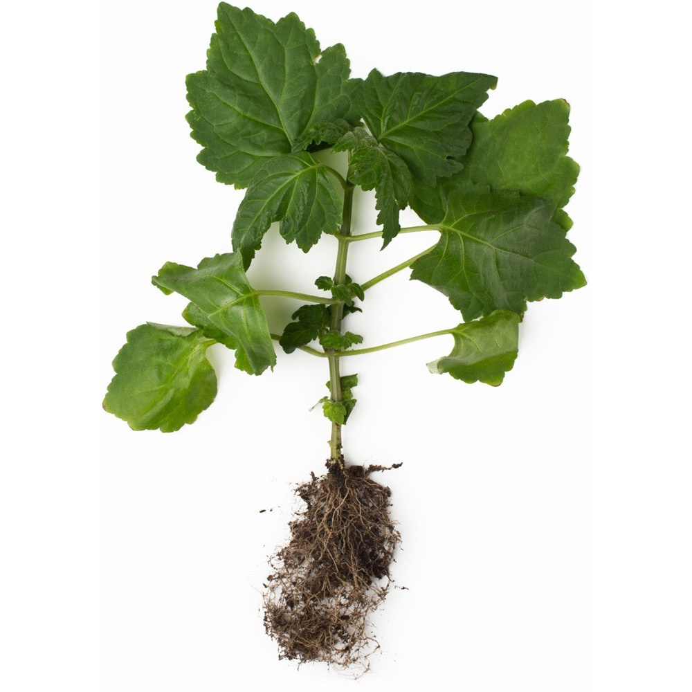 300 Sementes Pogostemon Patchouli Oriza Perfume Erva Óleo Sementes