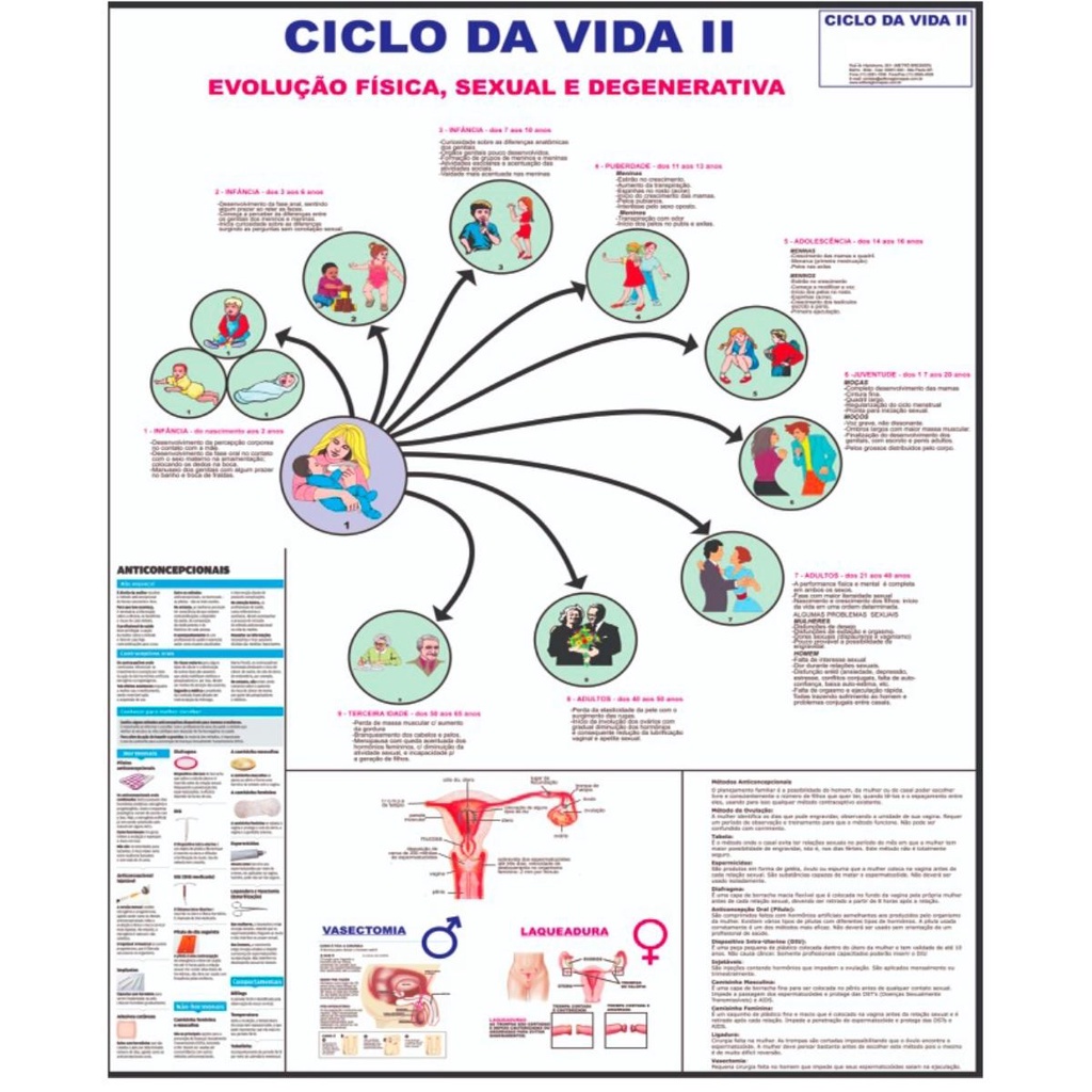 Ciclo da Vida 2 Poster Mapa Anatomia Corpo Humano Medicina | Shopee Brasil
