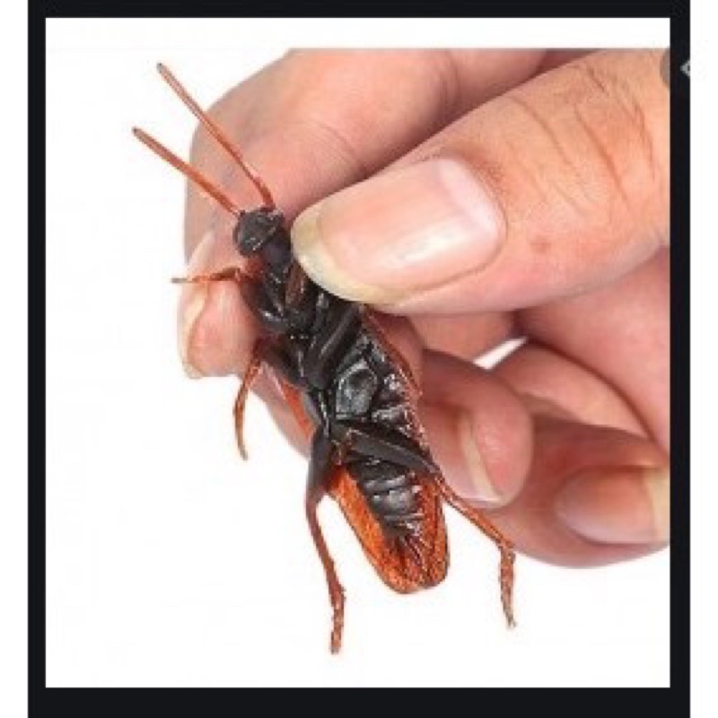 10 Barata falsos Borracha