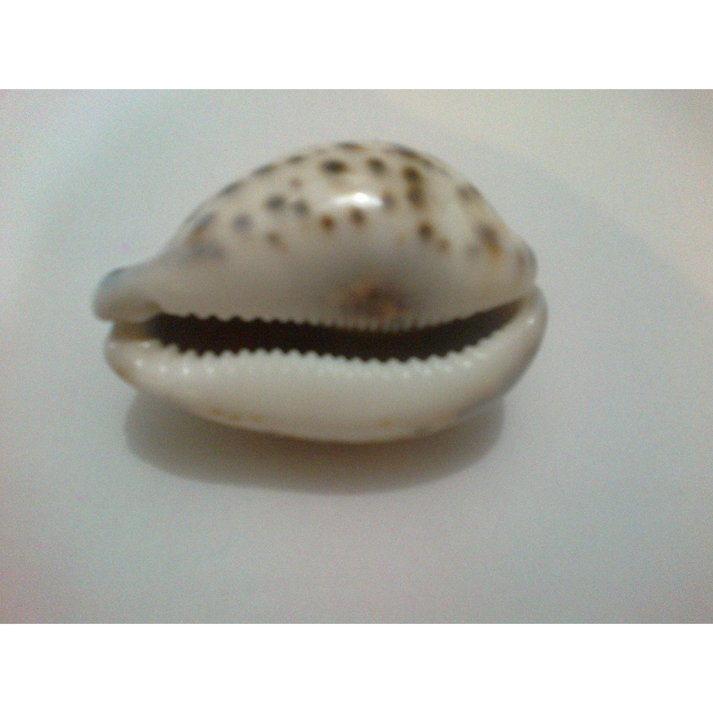 Buzios Gigante: Guia Completo e Onde Comprar | BuscaProdutos