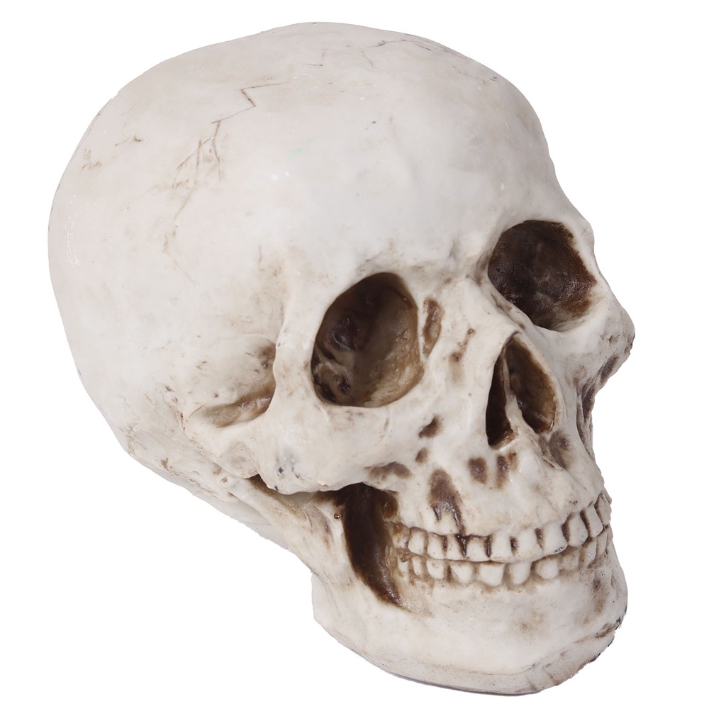 Crânio Caveira Resina Tamanho Real Anatomia Humana Decoração