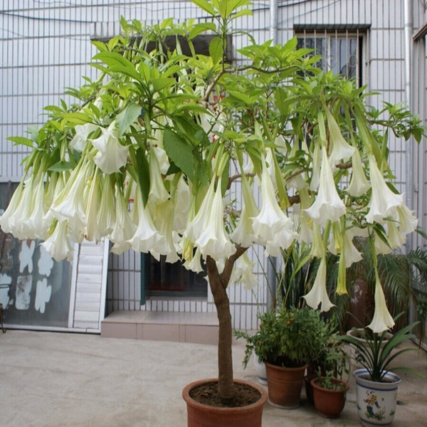 Brugmansia Suaveolens: Onde Comprar | BuscaProdutos