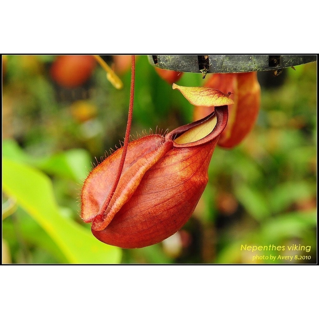 Sementes Sadias Planta Carnivora Nepenthes Viking Frete Barato