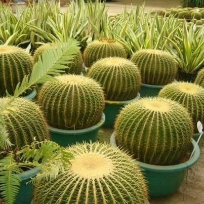 Cactos Bola Cadeira De Sogra Cactus Barril 10 Sementes | Shopee Brasil