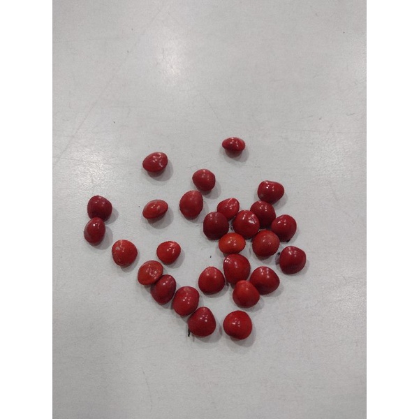 O que é Fava da Sorte? Guia e Onde Comprar | BuscaProdutos