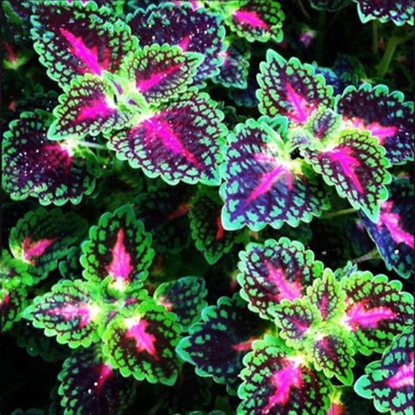 Pçs Saco benih Coleus Bonsai Flor Folha Sementes De Plantas Rainbow Dragon Planta Decoração