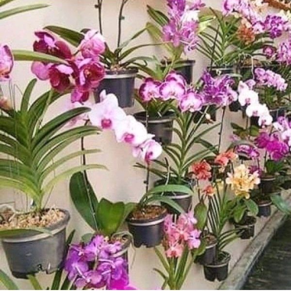 Adubo Fertilizante foliar Orquídeas 9-45-15 estimular a floração