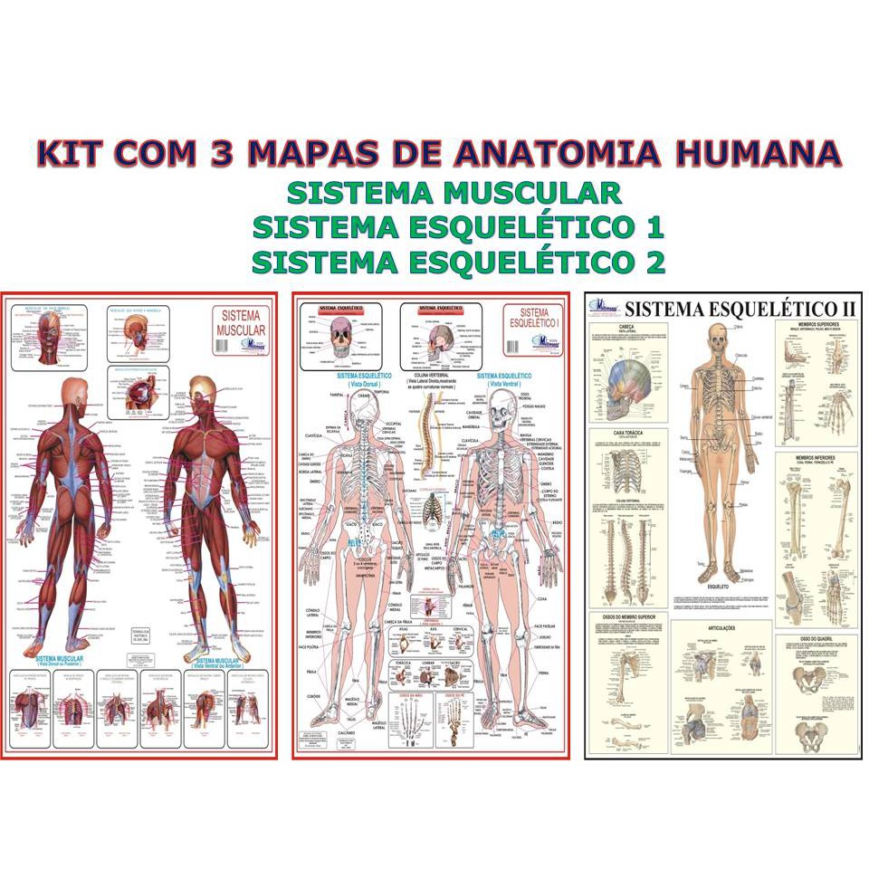 Kit Com 3 Mapas De Anatomia Humana - Gigantes !!! : Sistema Muscular ...