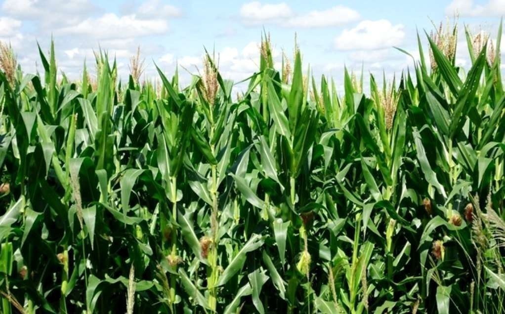 1kilo Sementes  Milho Para  Planta Safra 2020 Oferta REF:03TP