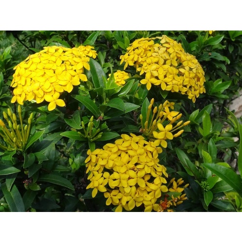 Mini Ixora Chinesa Amarela 10 Sementes para jardins | Shopee Brasil