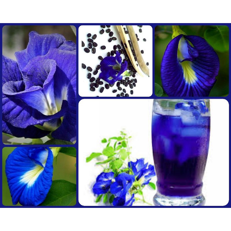 10 Sementes da Flor Fada Azul Clitorea. Borboleta Azul. | Shopee Brasil