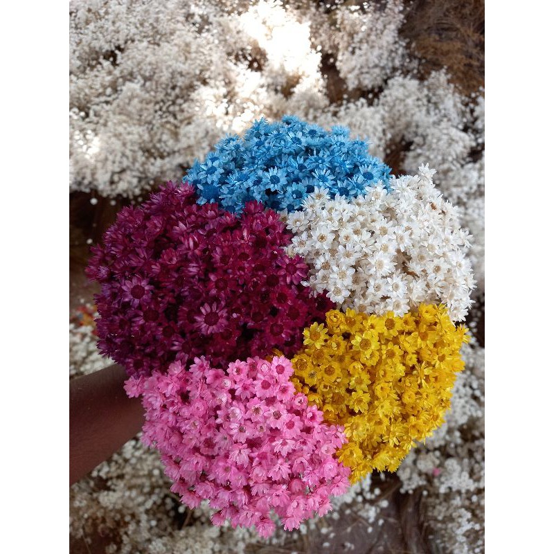 Flor sempre viva desidratada tipo 1, kit com 5.000 flores secas extras como  nas fotos | Shopee Brasil