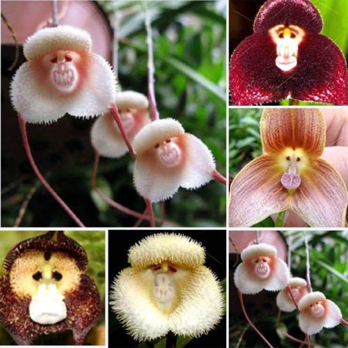 10 Pcs Raros Sementes De Flores De Orquídea Macaco Rosto Bela Planta Jardim  De Casa | Shopee Brasil