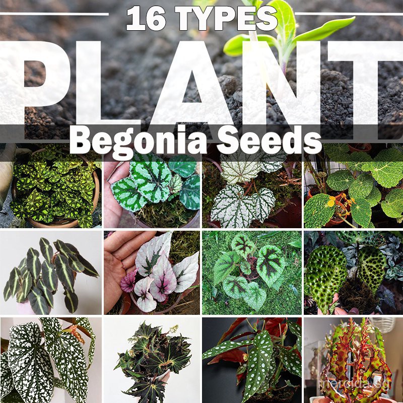 16 Tipos De Sementes De Plantas Raras / Sementes De Begônia Bonsai /  Sementes De Plantas Para Decoração De Jardim Uswz | Shopee Brasil