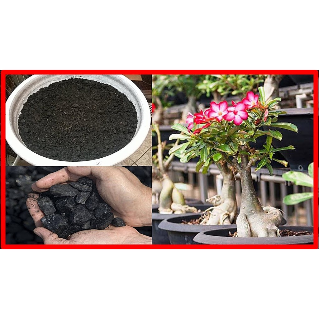 1KG ADUBO PARA ROSA DO DESERTO CARVÃO VEGETAL TRITURADO