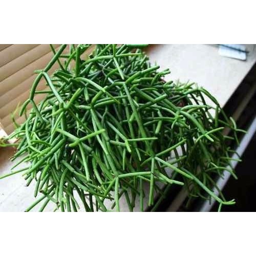 100 Sementes De Cacto Macarrao