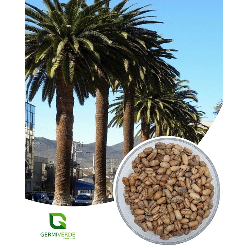 50 Sementes de Palmeira Tamareira Verdadeira 80% germinação