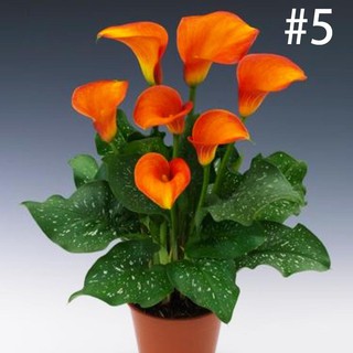 Sementes De Lírio De Calla Rara Flor Sementes Bonsai Vaso De Plantas  Perenes Flores | Shopee Brasil