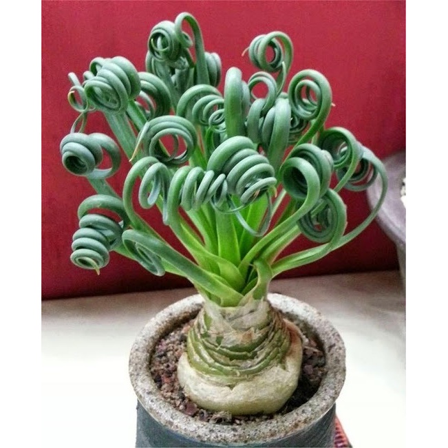 650 Sementes Suculenta Albuca Spiralis Rara Cacto Agave P/ Sementes