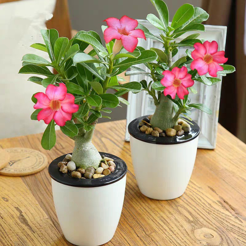 100% Real Sementes Adenium Obesum, Flor Do Deserto, Fácil Casa Jardim Planta  Para Crescer | Shopee Brasil
