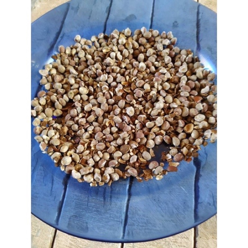 100 sementes de Argyreia nervosa