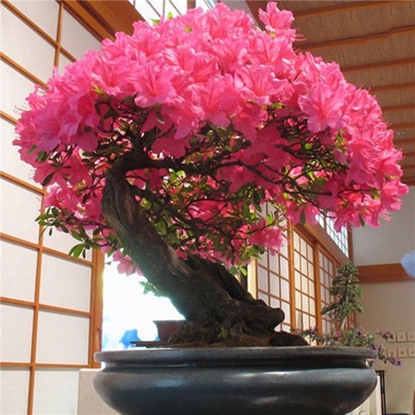 20 Pcs Sementes De Flores De Cerejeira Japonesa Sakura Flor Sementes Bonsai  Plantas Árvore Rara | Shopee Brasil