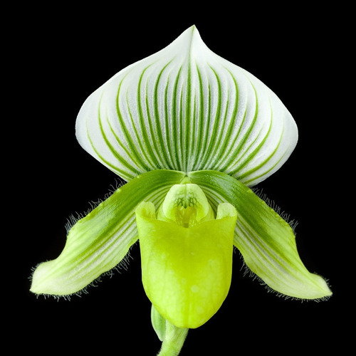 Orquídea Sapatinho Paphiopedilum Samba Lime | Shopee Brasil