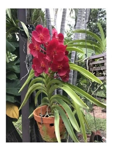 Orquídea Vanda Ascocenda Royal Vilas Red Dream Adulta | Shopee Brasil