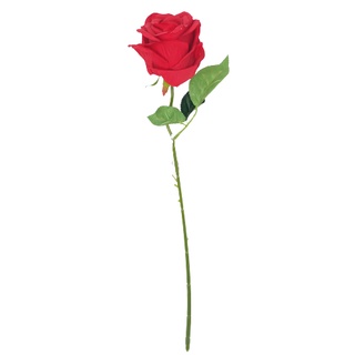 rosa vermelha em Promoção na Shopee Brasil 2023