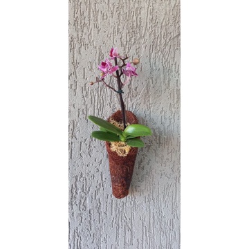 Kit 03 vasos cachepot fibra de coco P forma cone orquídeas flores decoração  gancho para pendurar | Shopee Brasil