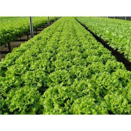 500 Semente Alface Veneranda Crespa Peletizada Hortaliça Sol horta solo terra
