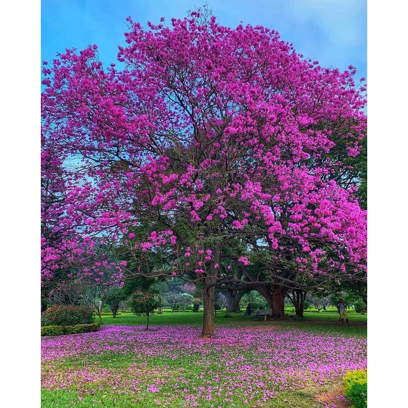 10 Sementes Ipê Rosa Tabebuia Pentaphylla Árvore Flor P/muda
