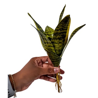 MINI BUQUÊ Espada de São JORGE Artificial - Folhagens Verdes Artificiais em Oferta na Shopee