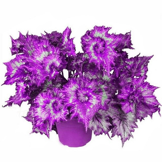 20 Tipos De Sementes De Flor Begônia Colorido E Sementes bonsai Planta,  Vários Folhas Coloridas De Sementes | Shopee Brasil