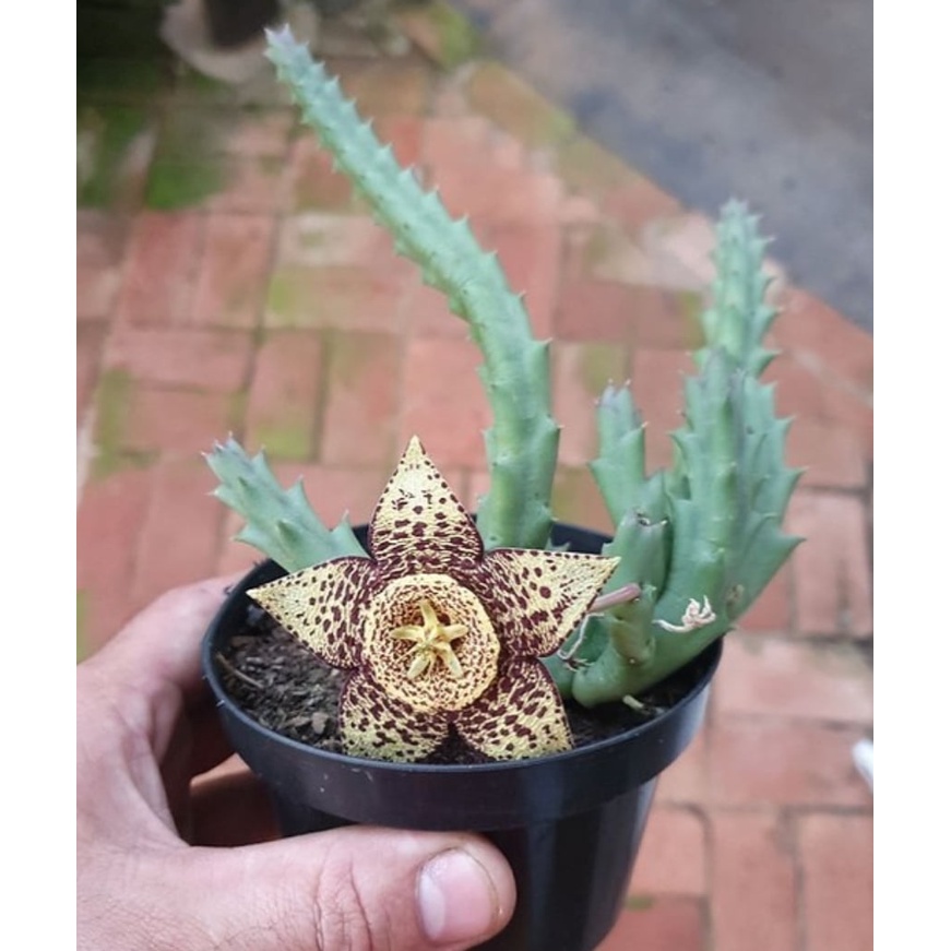 Cacto Orbea variegata (mini flor estrela) | Shopee Brasil