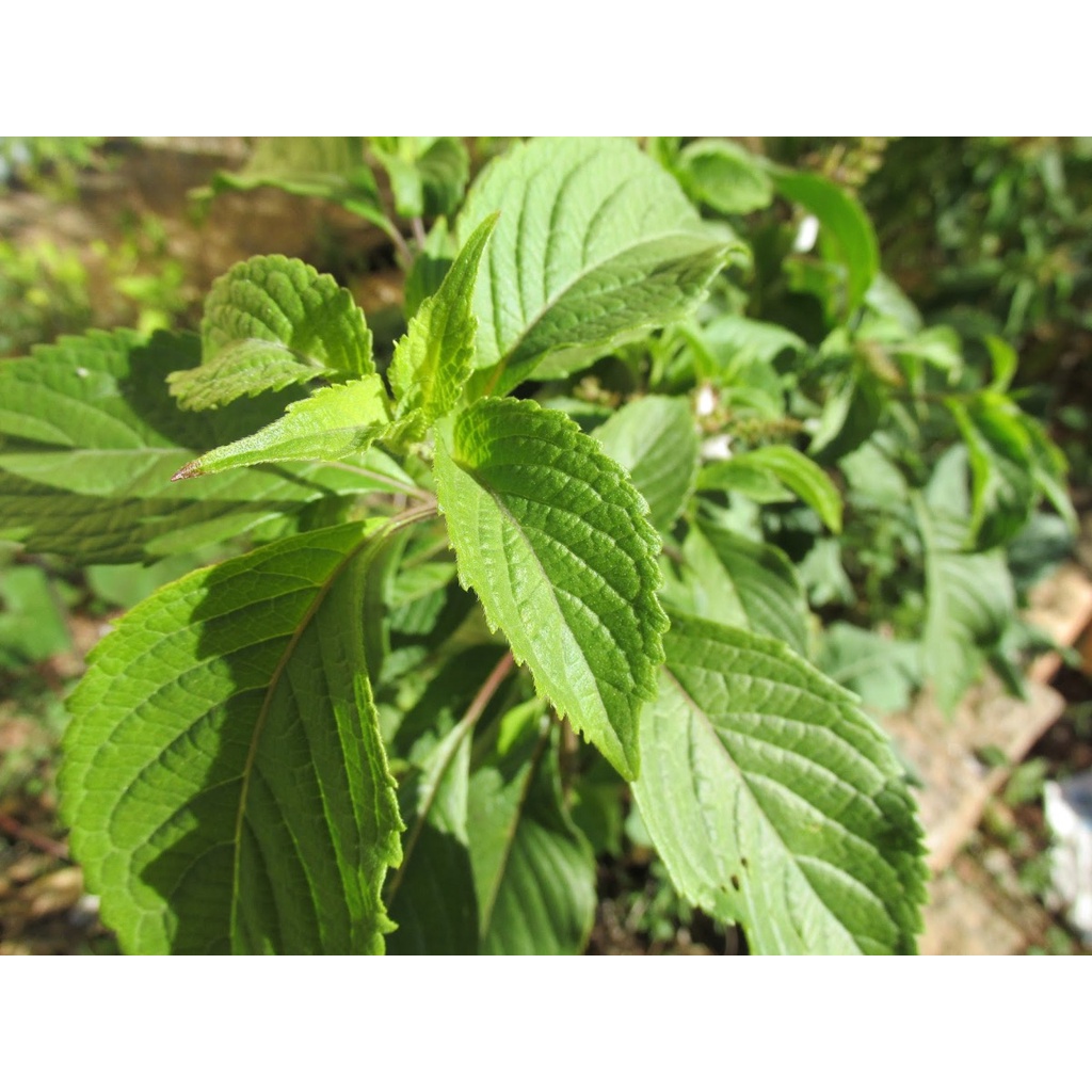 Sementes Manjericão Zahtar Ocimum Zaatar  Regist