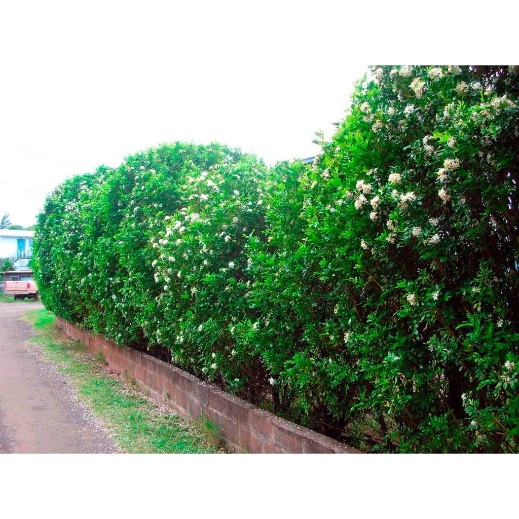 300 Sementes Sadias Murta De Cheiro Jasmim Cerca Viva  - Jardim Decoração