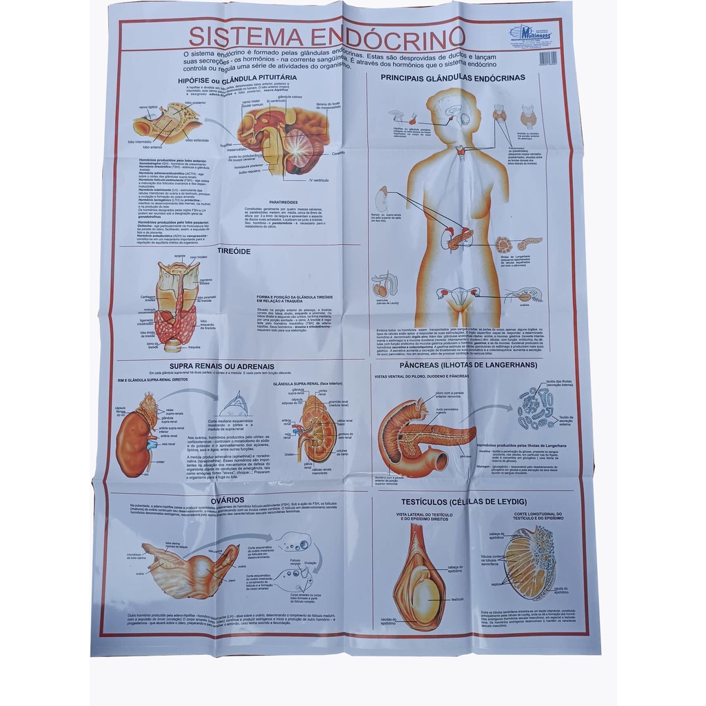 Mapa do corpo Humano - Sistema Endócrino Pôster do corpo Humano Atlas do corpo Humano