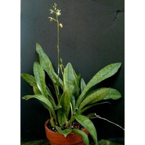 Oeceoclades maculata/ orquídea monge/orquídea manchada africana/orquidea  terrestre | Shopee Brasil
