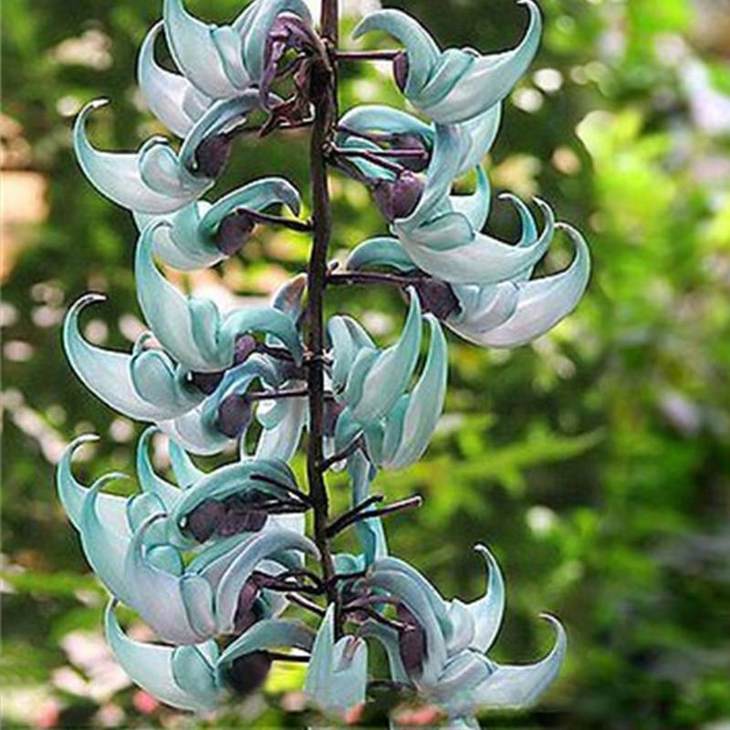 20 Pçs Planta De Flor Jade Azul Videira Flor Romance Strongylodon Macrobots  Enda Pkvw | Shopee Brasil