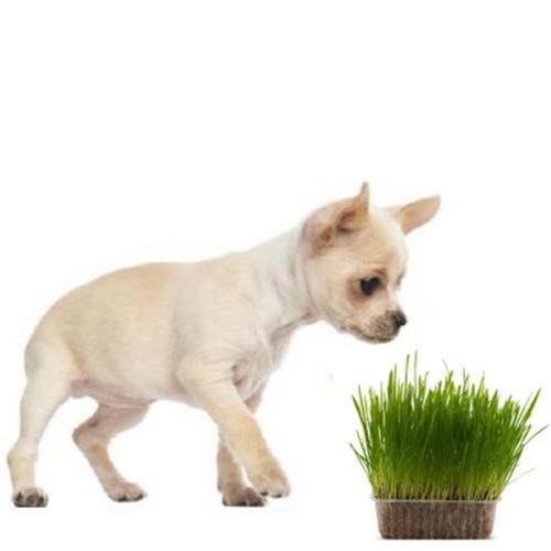 Graminha Cachorro Petisco Pet Grama Cães Filhotes Adultos Auxilia Digestao Pet Pira 50gr — R$ 28,00 em Shopee