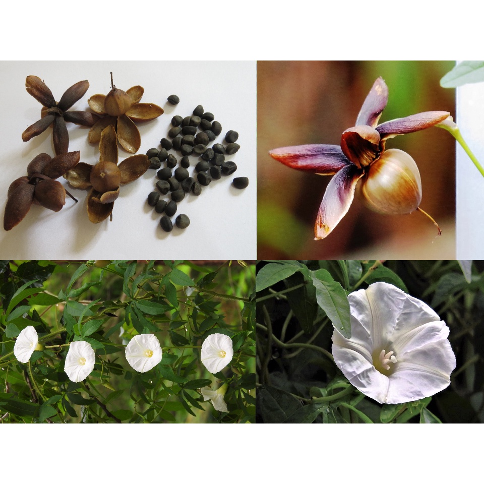 Flor de madeira cor branca - Merremia tuberosa - melífera e ornamental - 30  sementes | Shopee Brasil