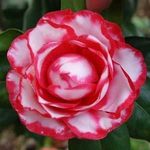 Camellia Japonica Camelia 10 Sementes Flores Gigante Rosa | Shopee Brasil